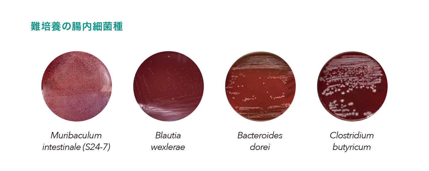 難培養の腸内細菌種