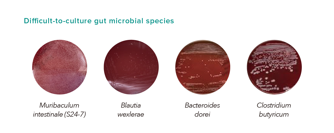 Difficult-to-culture gut microbial species