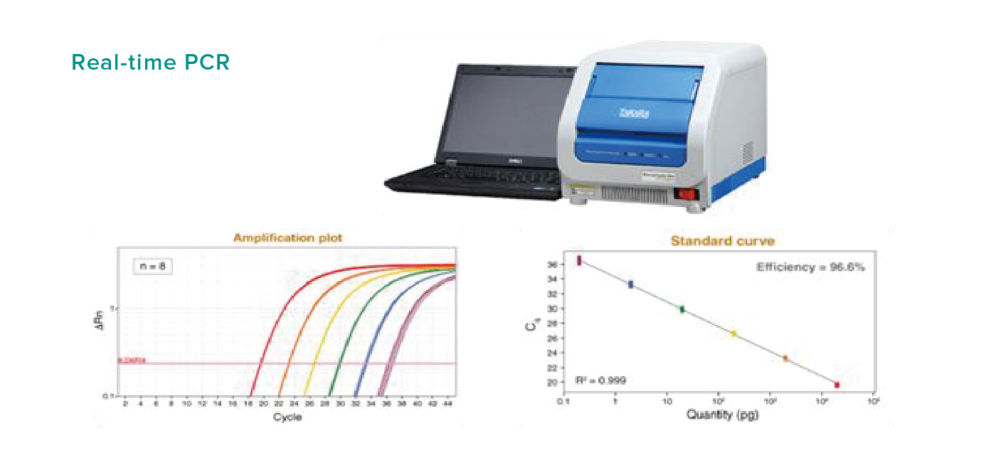 Real-time PCR