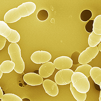 Enterococcus faecalis NT(Isolated from infant)