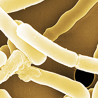 Bifidobacterium longum NT(Isolated from infant)