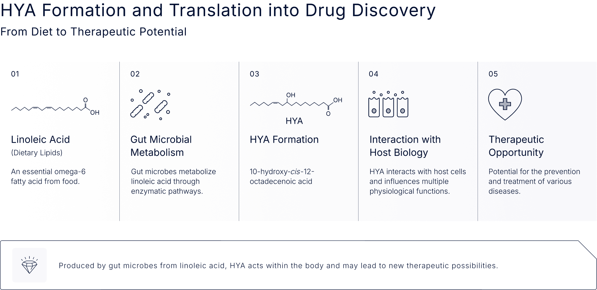 HYA Formation and Translation into Drug Discovery - From Diet to Therapeutic Potential / Produced by gut microbes form linoleic acid, HYA acts within the body and may lead to new therapeutic possibilities.