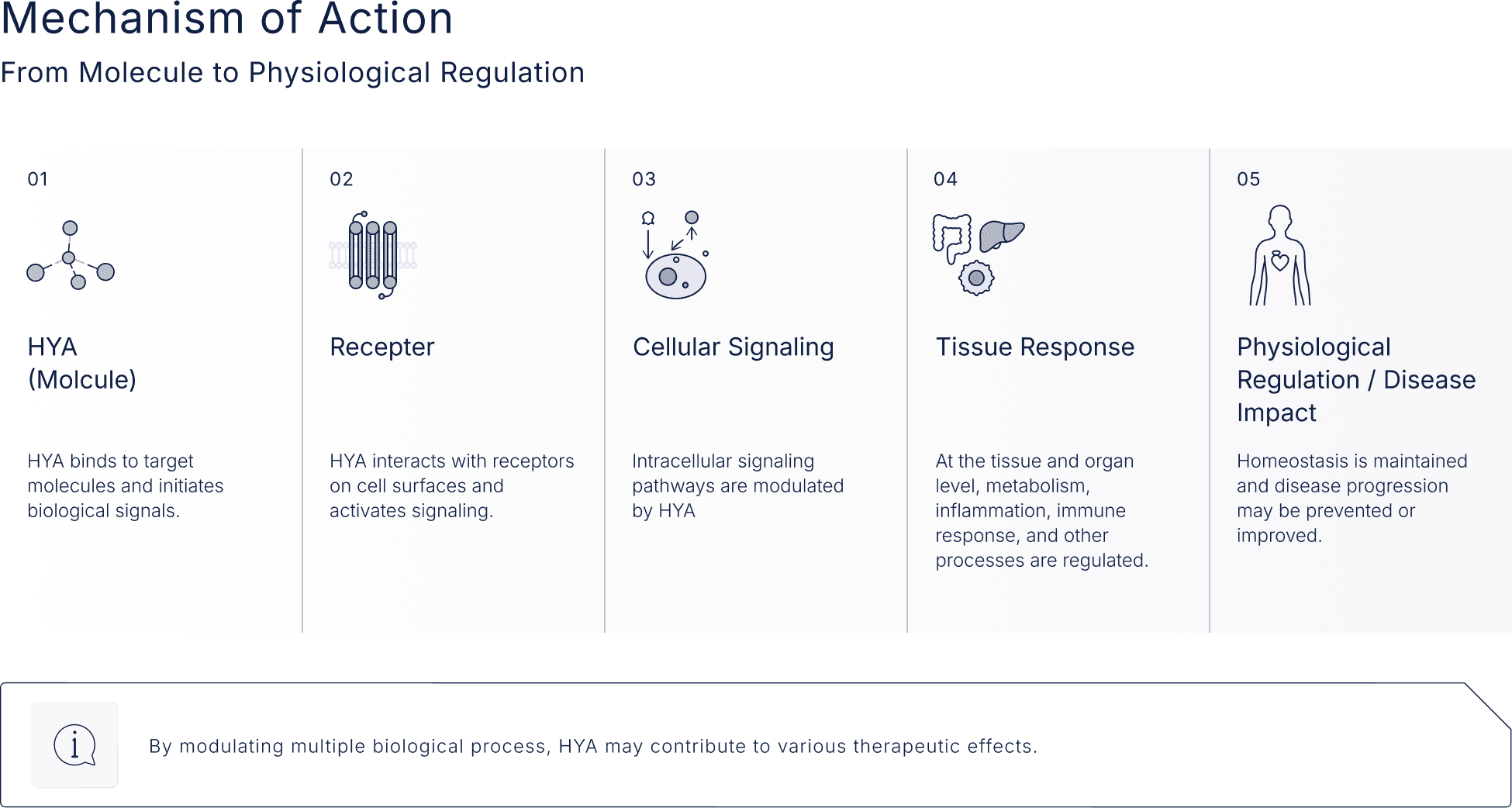 Mechanism of Action - From Molecule to Physiological Regulation / By modulating multiple biological process, HYA may contribute to various therapeutic effects.
