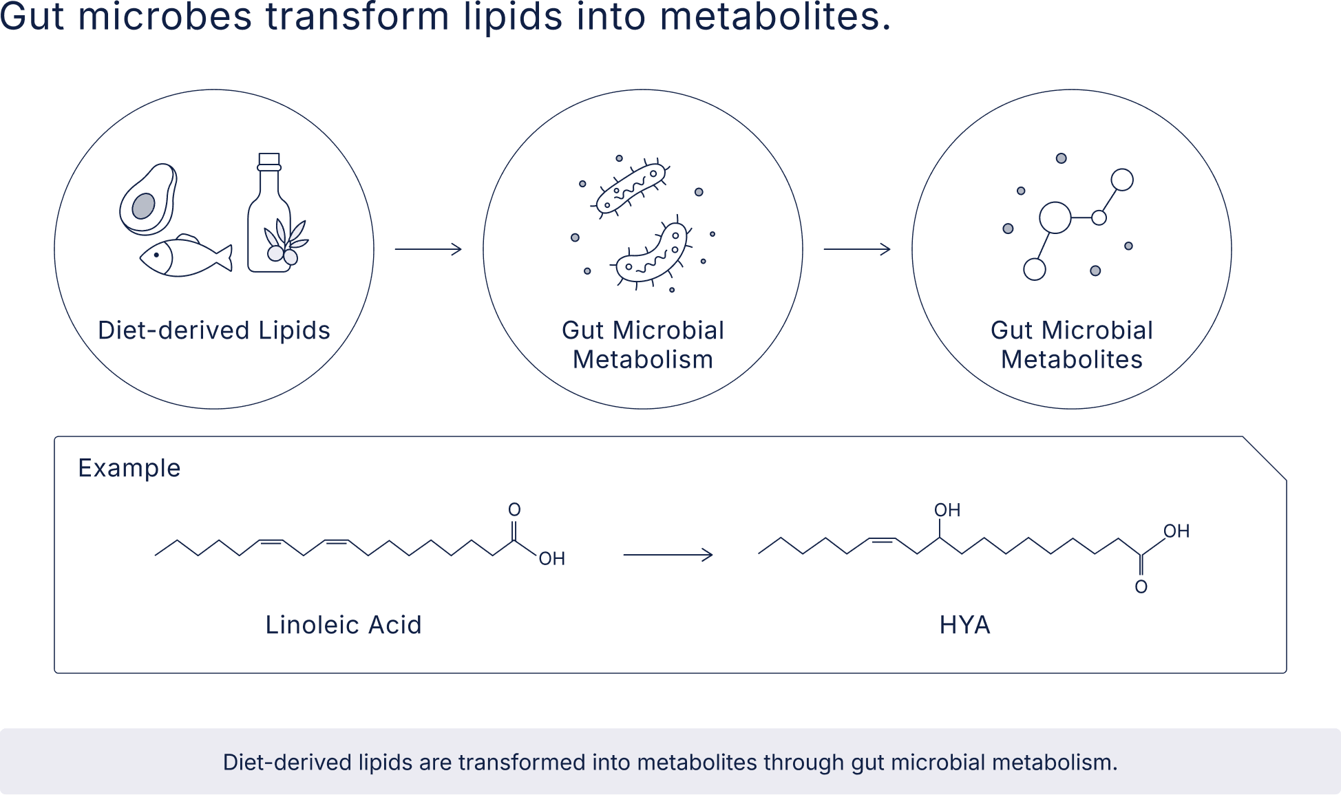 Gut microbes transform lipids into metabolites. Diet-derived lipids are transformed into metabolites through gut microbial metabolism.