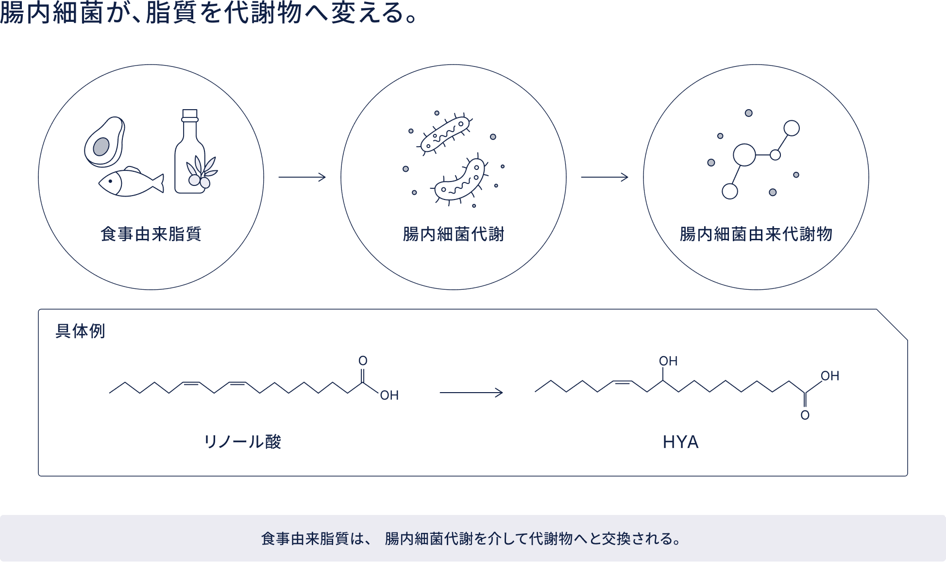 腸内細菌が、脂質を代謝物へ変える。食事由来資質は、腸内細菌代謝を介して代謝物へと交換される。