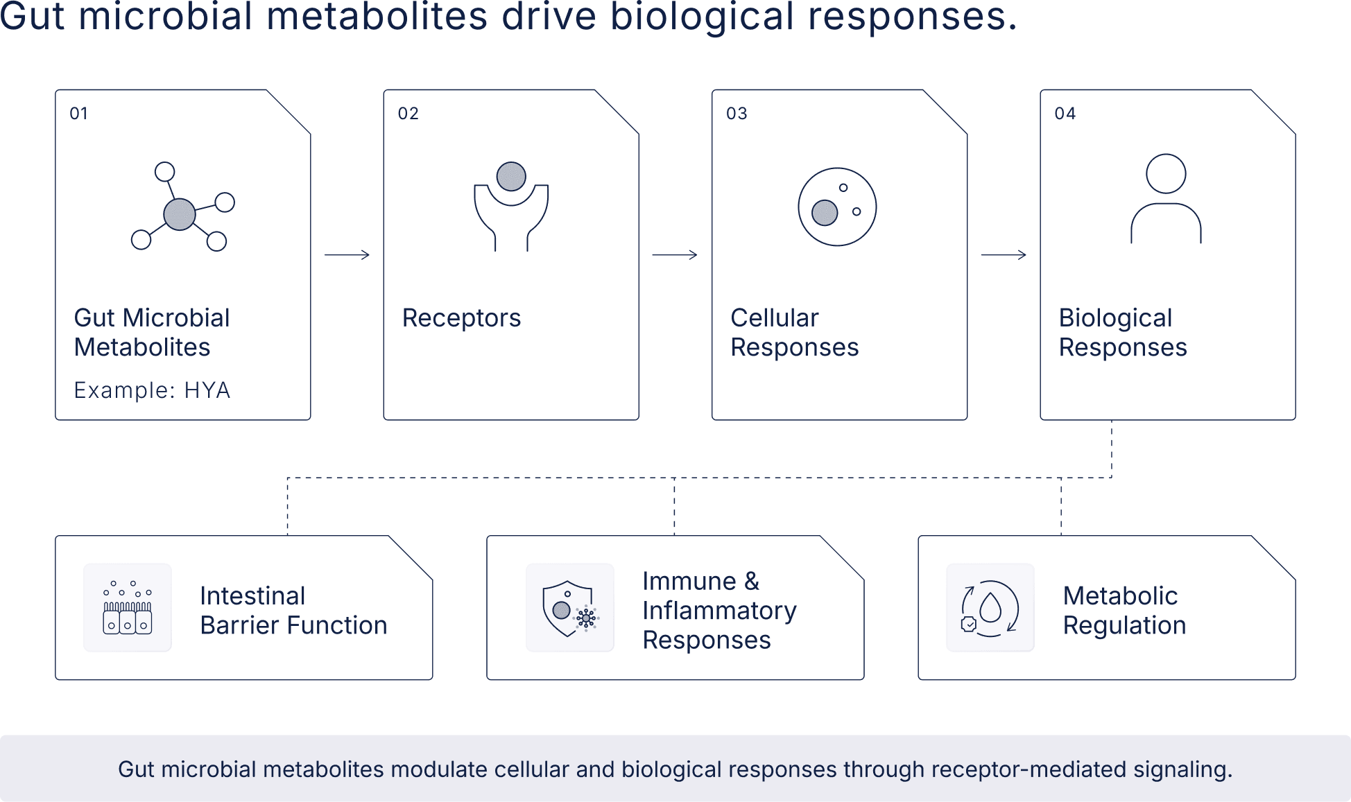 Gut microbial metabolites drive biological responses. Gut microbial metabolites modulate cellular and biological responses through receptor-mediated signaling.