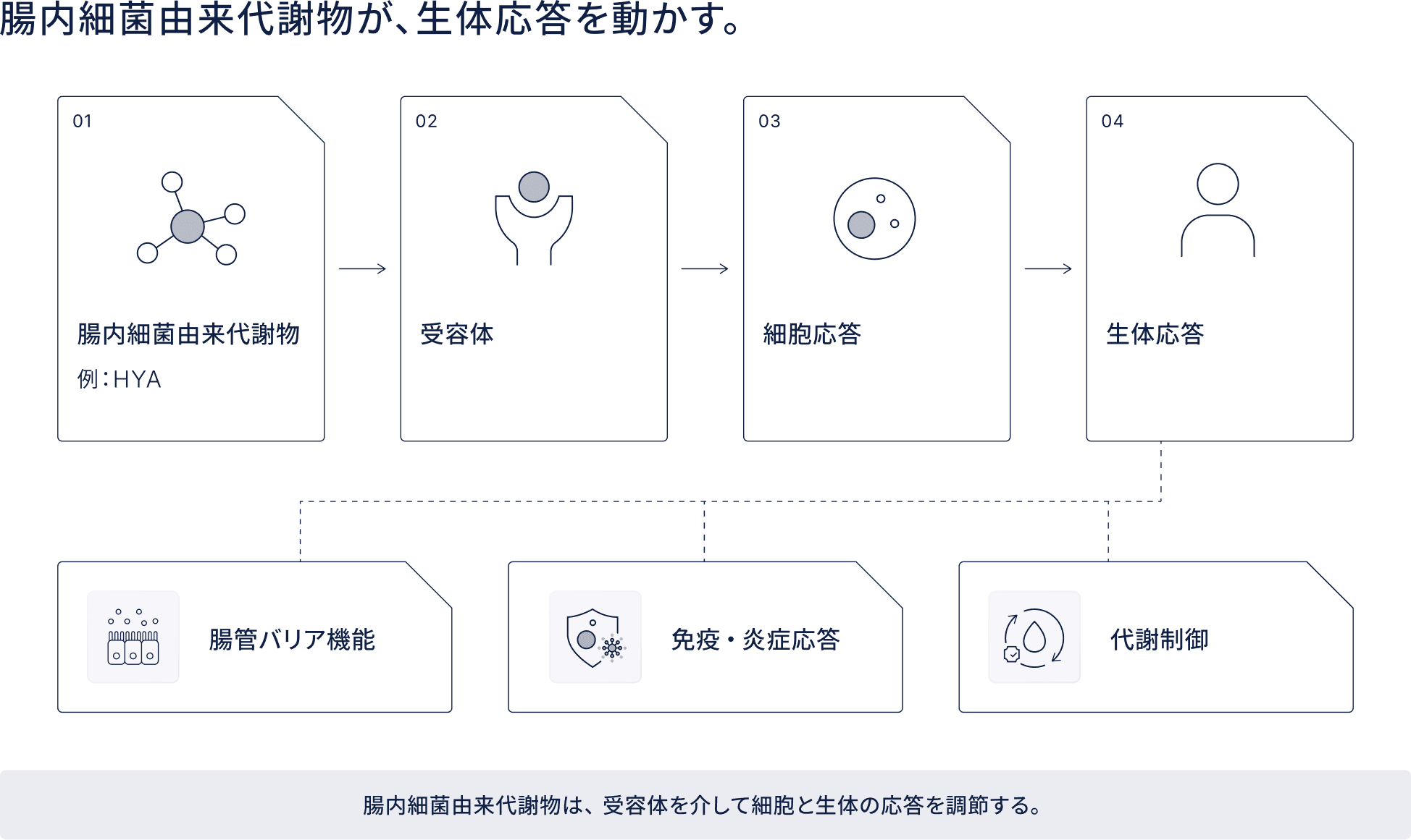 腸内細菌由来代謝物が、生体応答を動かす。腸内細菌由来代謝物は、受容体を介して細胞と生体の応答を調節する。